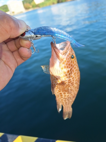 オオモンハタの釣果