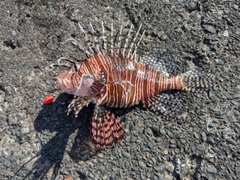 ハナミノカサゴの釣果