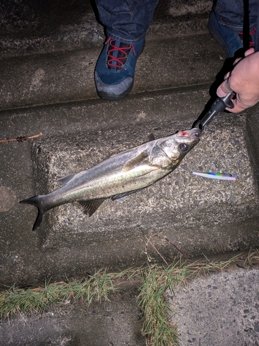 セイゴ（マルスズキ）の釣果