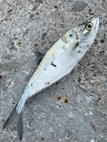 イケカツオの釣果