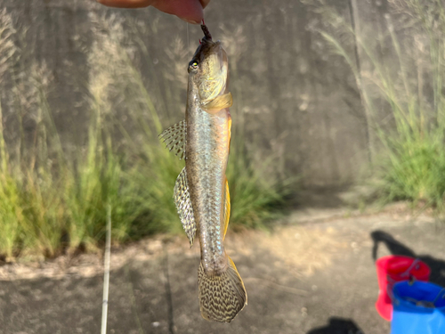 ハゼの釣果