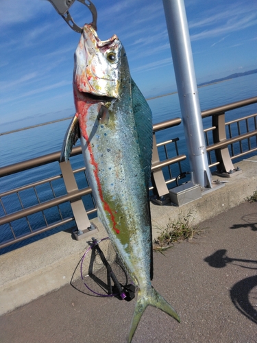 シイラの釣果