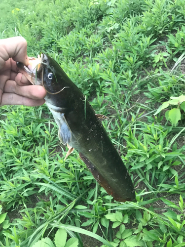 ナマズの釣果