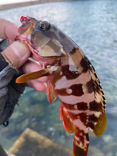 アカハタの釣果