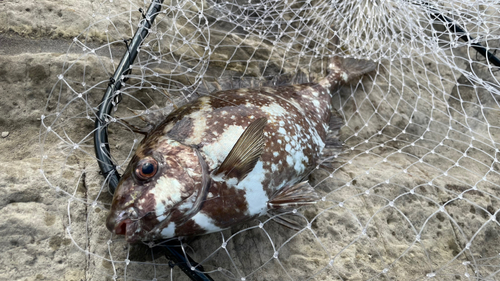 アイゴの釣果