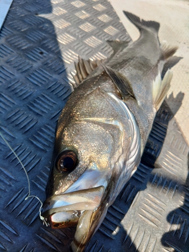 シーバスの釣果