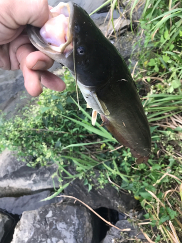 ナマズの釣果