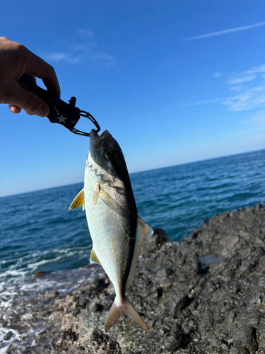 ショゴの釣果