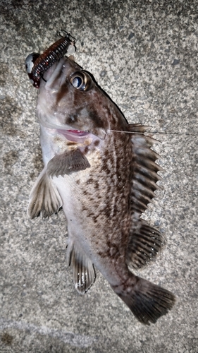 クロソイの釣果