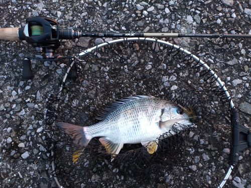 キチヌの釣果