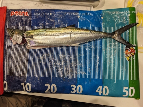 サゴシの釣果