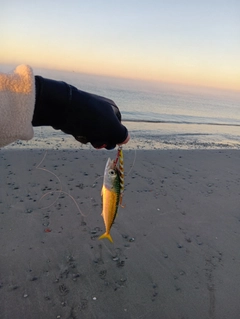 マサバの釣果