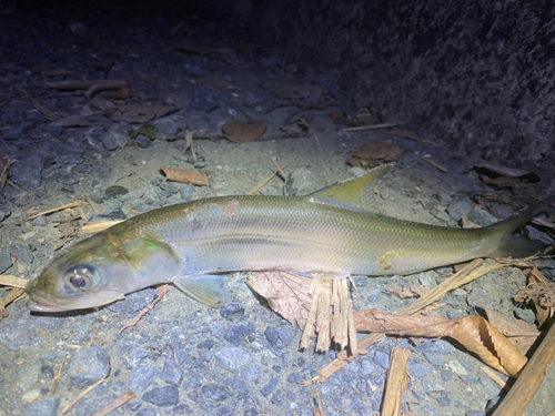 カライワシの釣果