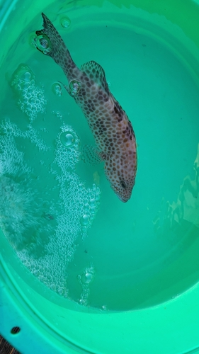 オオモンハタの釣果