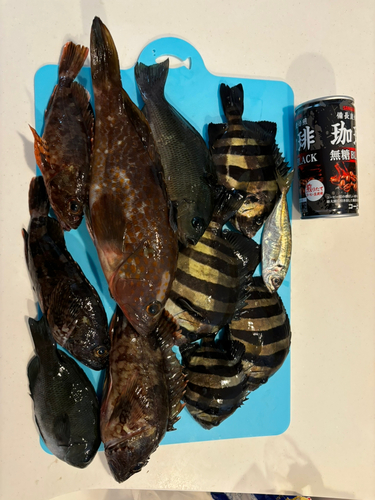 カサゴの釣果