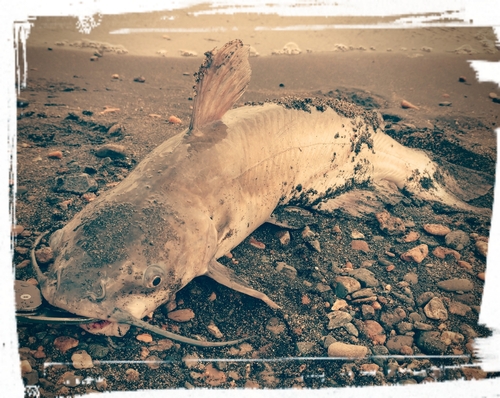 アメリカナマズの釣果