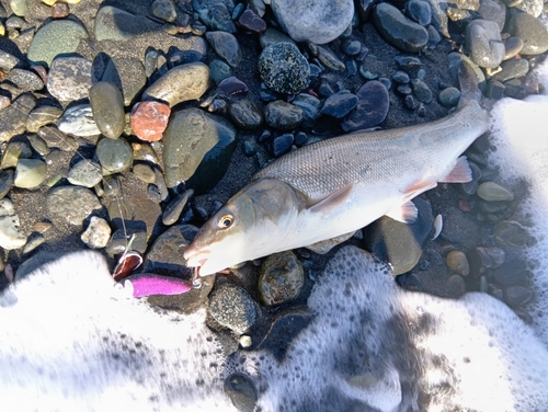 ウグイの釣果