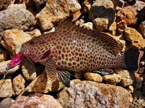 オオモンハタの釣果