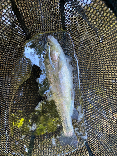 ニジマスの釣果