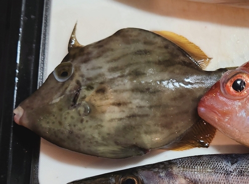 カワハギの釣果