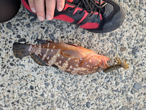 バショウカジキの釣果