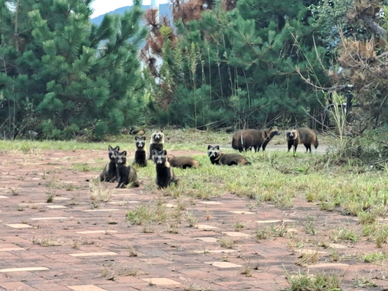 バショウカジキ