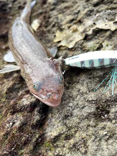 エソの釣果