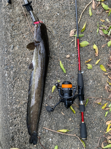 ナマズの釣果