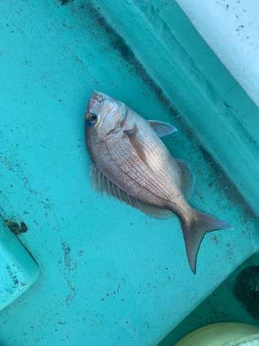 タイの釣果