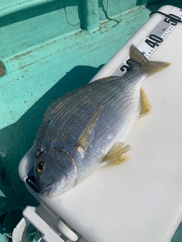 ヘダイの釣果