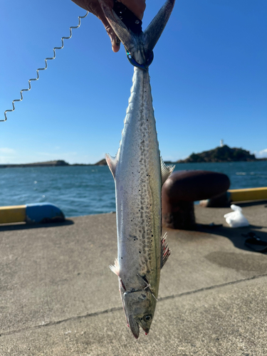 サゴシの釣果