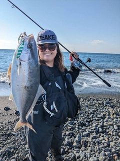 カンパチの釣果