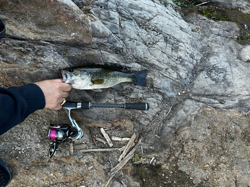 ラージマウスバスの釣果