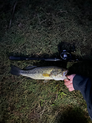 ラージマウスバスの釣果