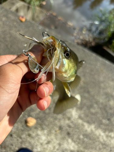 ブラックバスの釣果