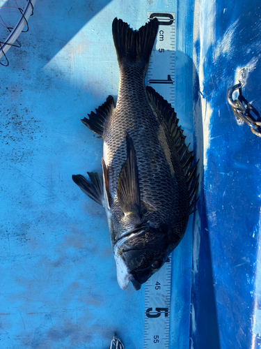 クロダイの釣果