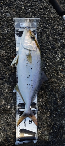 ショゴの釣果