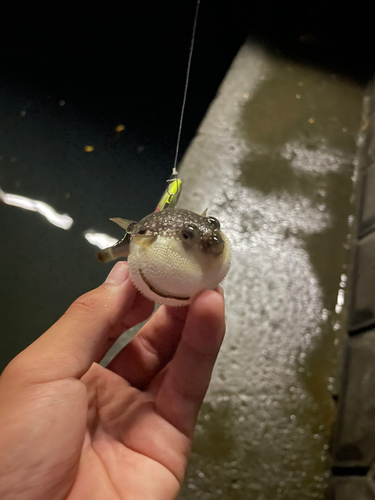 クサフグの釣果