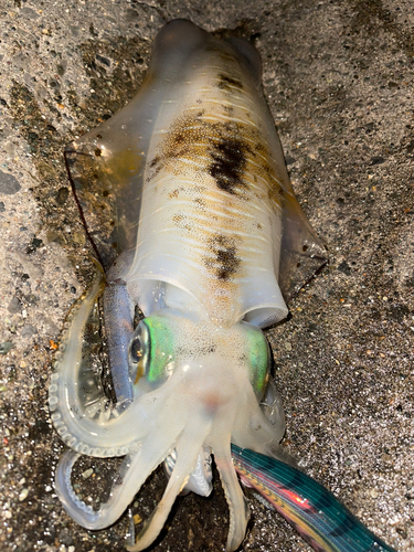 アオリイカの釣果