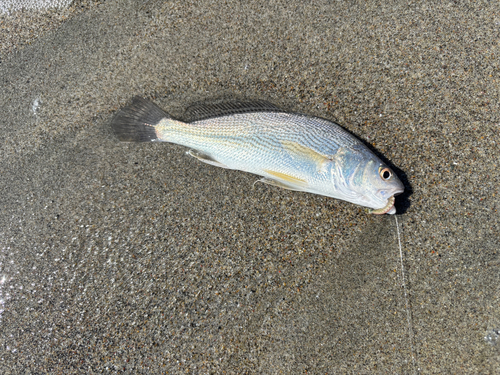 イシモチの釣果