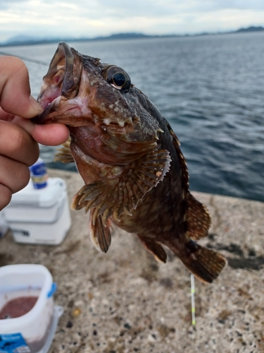 アラカブの釣果