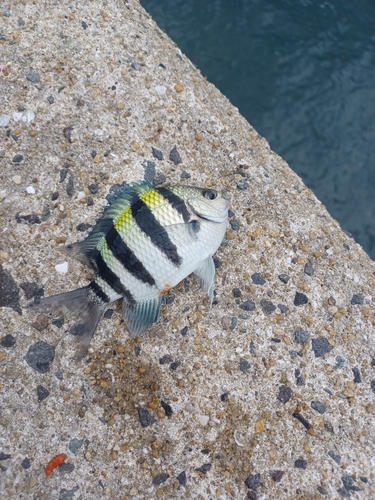 オヤビッチャの釣果