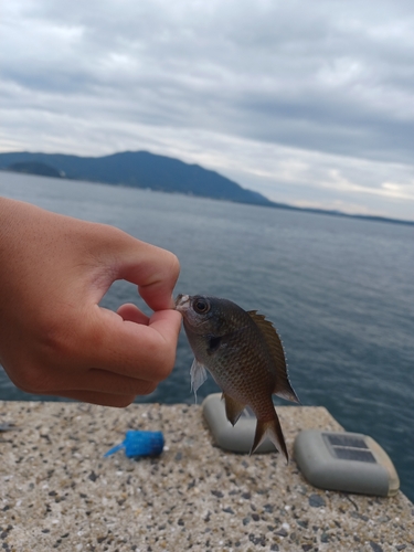 アイスズメダイの釣果