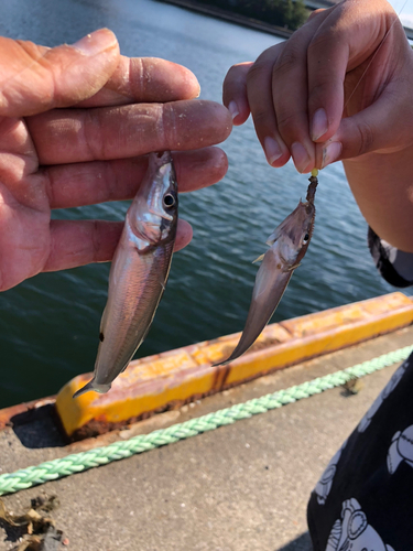 シロギスの釣果