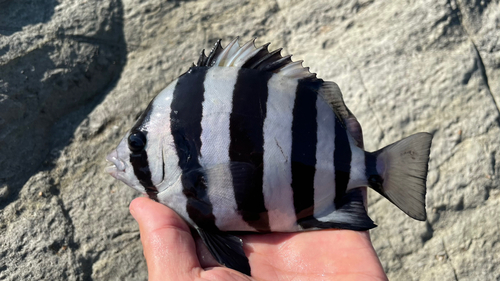 イシダイの釣果