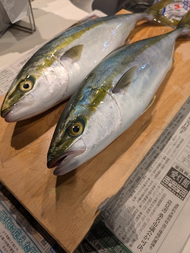 ツバスの釣果