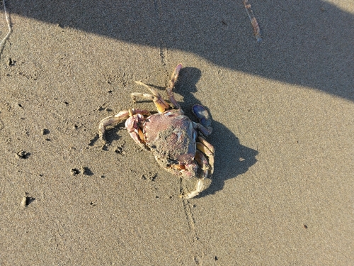 シタビラメの釣果