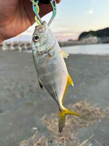 メッキの釣果