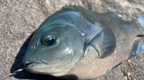 メジナの釣果