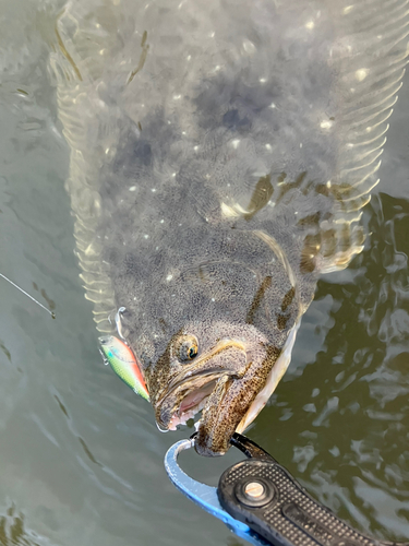 ヒラメの釣果